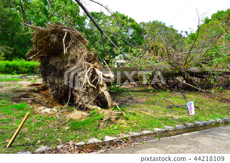Typhoon damage fallen tree Typhoon damage fallen tree 44218109