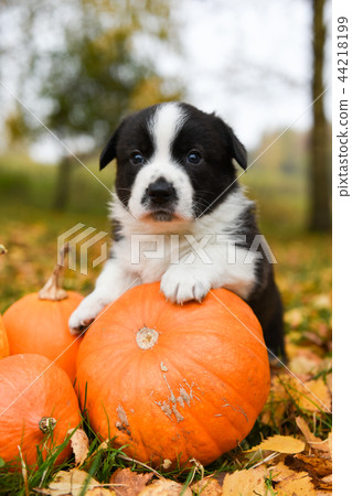 corgi puppy dog with a pumpkin corgi puppy dog with a pumpkin 44218199