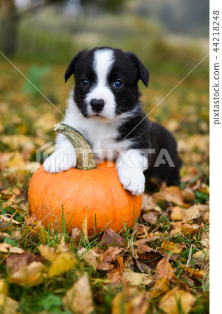 corgi puppy dog with a pumpkin, autumn  44218248
