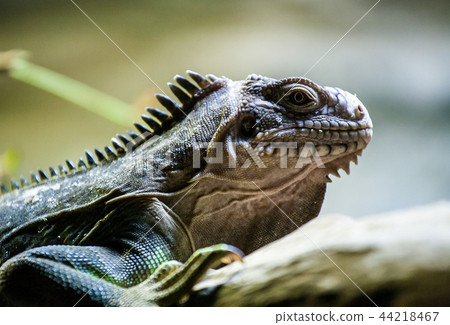 iguana profile iguana profile 44218467