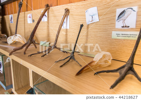 Close up view of several legs and claws of birds. 44218627