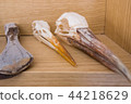 Close up view of several skeleton heads of birds. 44218629