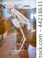 reconstructed skeleton of a bird. 44218631