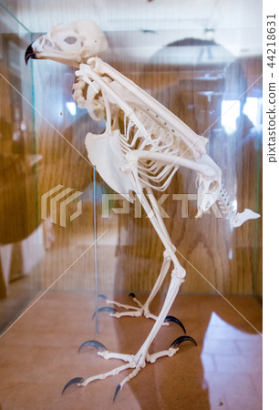 reconstructed skeleton of a bird. 44218631