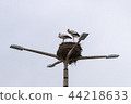 Stork nest with two birds 44218633
