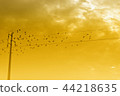 birds on a powerline 44218635