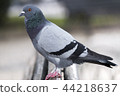 Curious pigeon on the bench 44218637