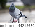 Curious pigeon on the bench 44218639