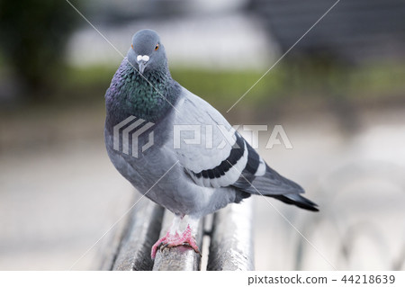 Curious pigeon on the bench Curious pigeon on the bench 44218639