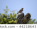 house sparrow bird 44218643