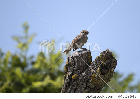 house sparrow bird house sparrow bird 44218643