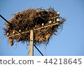 White stork nest 44218645