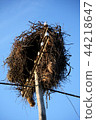 White stork nest 44218647