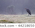 grey heron (Ardea cinerea) 44218650
