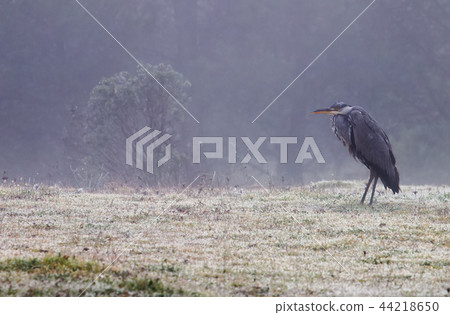grey heron (Ardea cinerea) grey heron (Ardea cinerea) 44218650