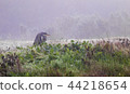 grey heron (Ardea cinerea) 44218654