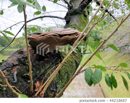 Ganoderma applanatum（熊本城堡）與櫻花樹 44218687