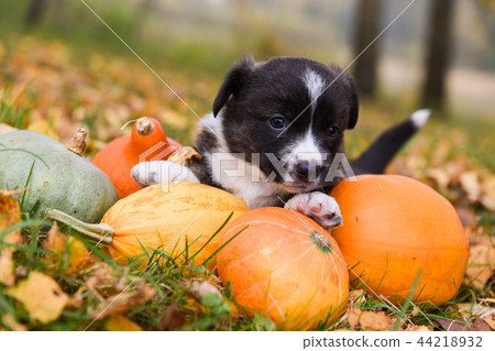 corgi puppy dog with a pumpkin on an autumn background corgi puppy dog with a pumpkin on an autumn background 44218932
