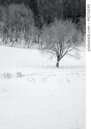 Snowy field 44219240
