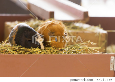 Omuta City Zoo guinea pig, Omuta City Zoo guinea pig, 44219456