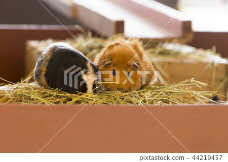 大牟田市動物園豚鼠, 大牟田市動物園豚鼠, 44219457