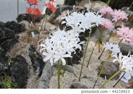 白鑽石百合 44219923