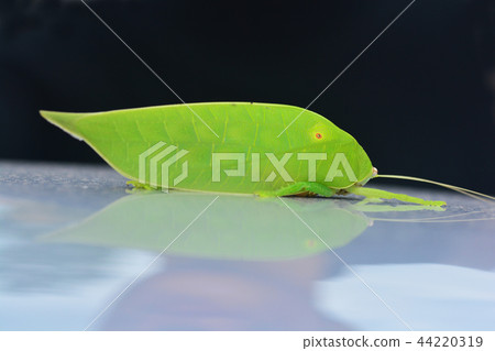 Pseudophyllus titans or giant leaf katydid Pseudophyllus titans or giant leaf katydid 44220319