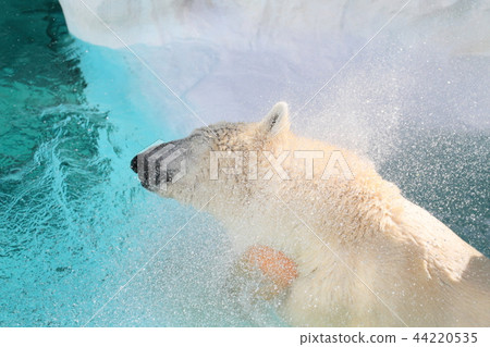 Polar bears Polar bears 44220535