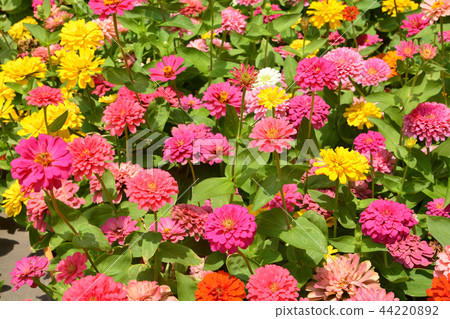 Daisy flower or Gerbera flower 44220892