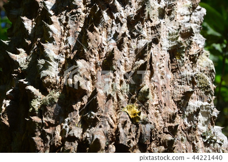 trunk thorny of bombax ceiba tree background 44221440