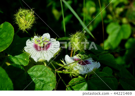 passion fruit flower in passion fruit garden passion fruit flower in passion fruit garden 44221469