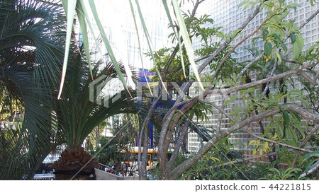 銀座叢林 銀座叢林 44221815