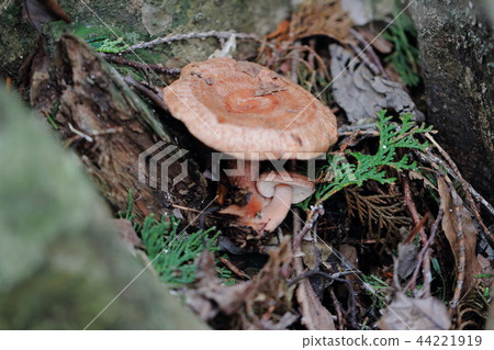 mushroom 44221919
