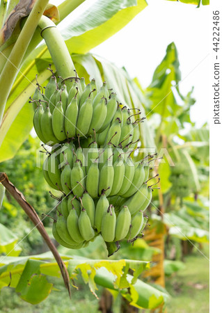 Banana in the garden. Banana in the garden. 44222486