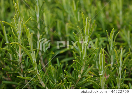 fresh rosemary plant growing in herbal garden fresh rosemary plant growing in herbal garden 44222709