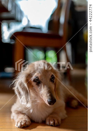 Old dog dachs Old dog dachs 44222774