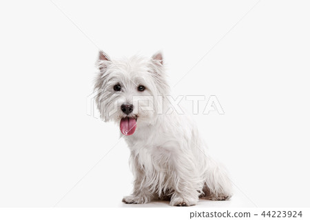 west highland terrier in front of white background west highland terrier in front of white background 44223924