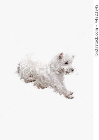 west highland terrier in front of white background 44223945
