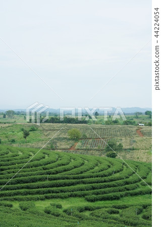 Tea Field in Chiang Rai, Thailand (Tea Field in Chiang rai, Thailand) Tea Field in Chiang Rai, Thailand (Tea Field in Chiang rai, Thailand) 44224054