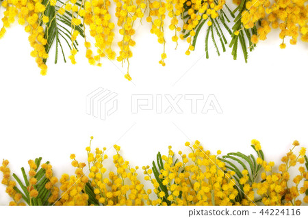 mimosa isolated on white background with copy space for your text. Top view mimosa isolated on white background with copy space for your text. Top view 44224116