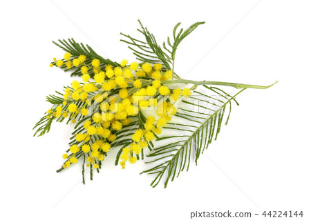 mimosa isolated on white background. Top view mimosa isolated on white background. Top view 44224144