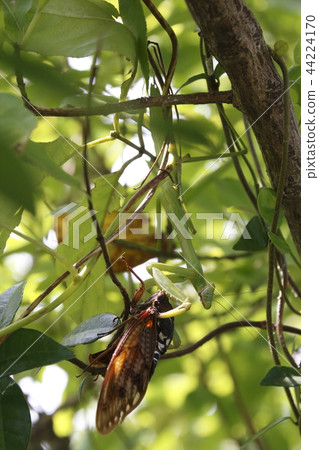 Mantis that prey on the abrasemi 44224170