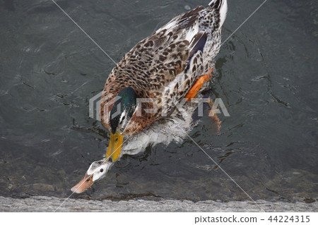 男女生殖行為 44224315