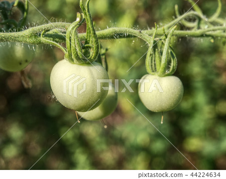 Fresh green tomatoes. Green tomatoes growing 44224634