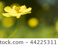Yellow cosmos 44225311