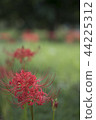 Cluster amaryllis 44225312