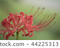 Cluster amaryllis 2 44225313