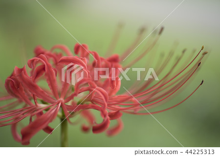 Cluster amaryllis 2 Cluster amaryllis 2 44225313