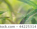 Plants _ water drops 44225314