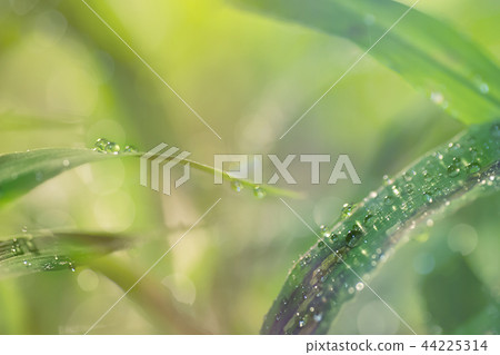 植物_水滴 植物_水滴 44225314